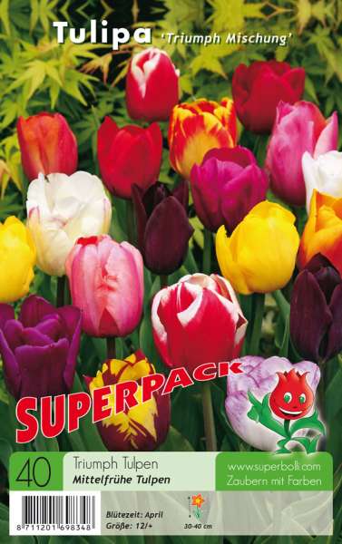 Mittelfrühe Tulpen Tulipa Triumph Mischung 40 Stück