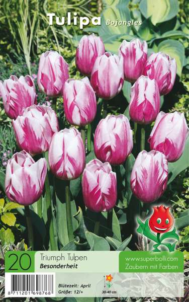 Triumph Tulpen Tulipa Bojangles 20 Stück