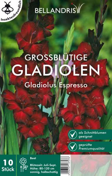Grossblütige Gladiolen Gladiolus Espresso 10 Stück
