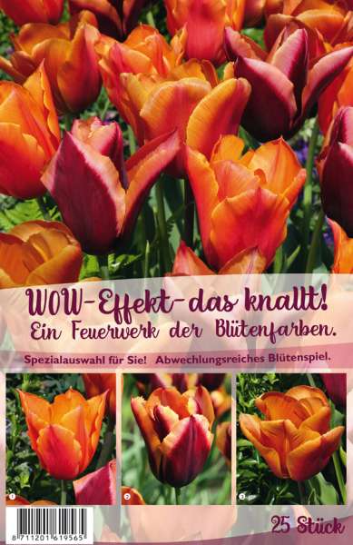 Tulpen Wow-Effekt - das knallt! 25 Stück