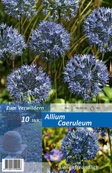 Blaulauch Allium Caeruleum