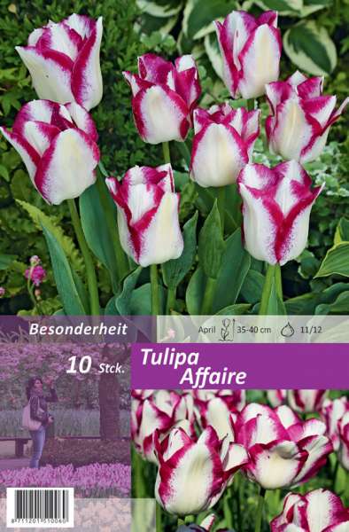 Triumph Tulpen Tulipa Affaire