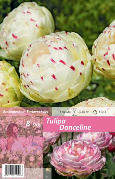Tulipa Danceline