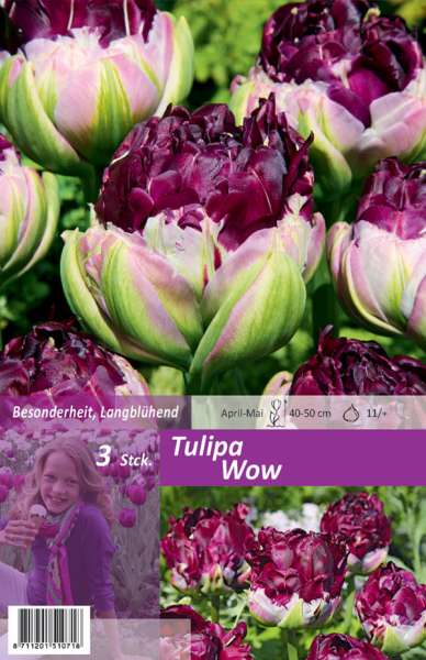 Tulipa Wow