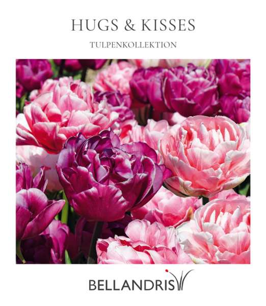 Hugs & Kisses Tulpenkollektion