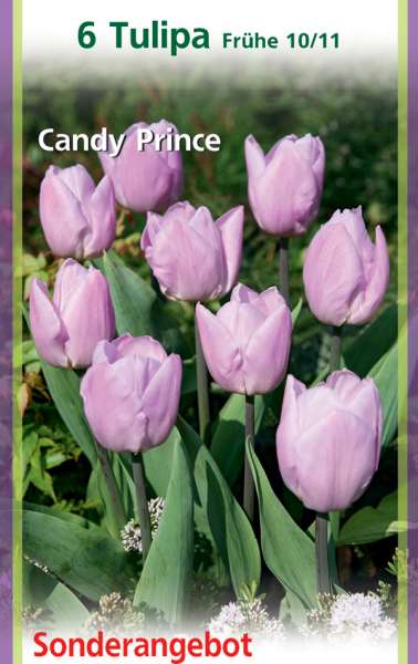 Einfache frühe Tulpen Tulipa Candy Prince
