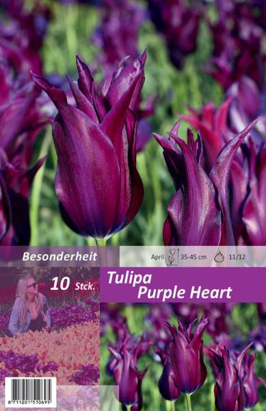 Lilienblütige Tulpen Tulipa Purple Heart