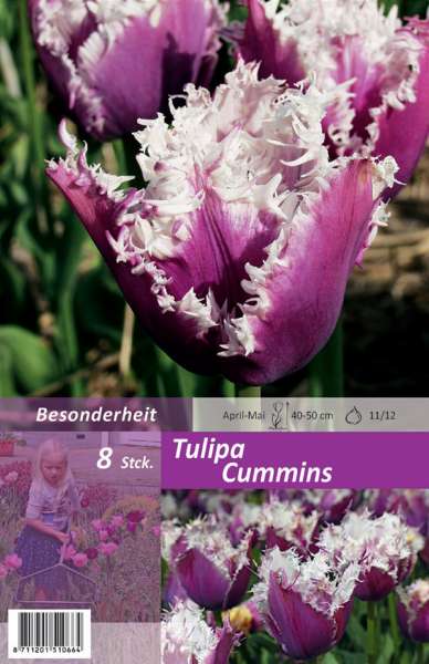 Gefranste Tulpen Tulipa Cummins