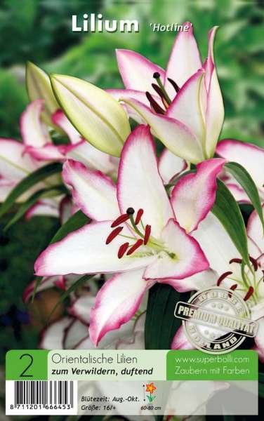 Lilium Hotline Orientalische Lilien