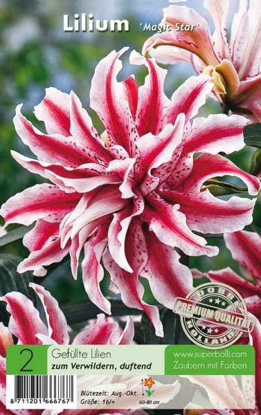 Lilium Magic Star Gefüllte Lilien 2 Stück