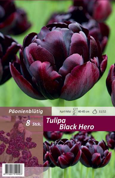 Gefüllte späte Tulpen Tulipa Black Hero