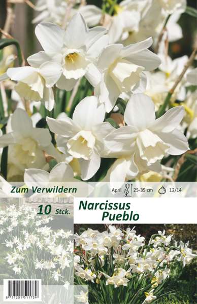 Botanische Narzissen Narcissus Pueblo 10 Stück