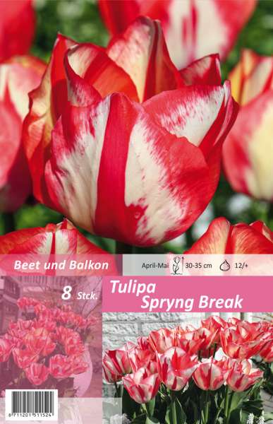 Triumph Tulpen Tulipa Spryng Break