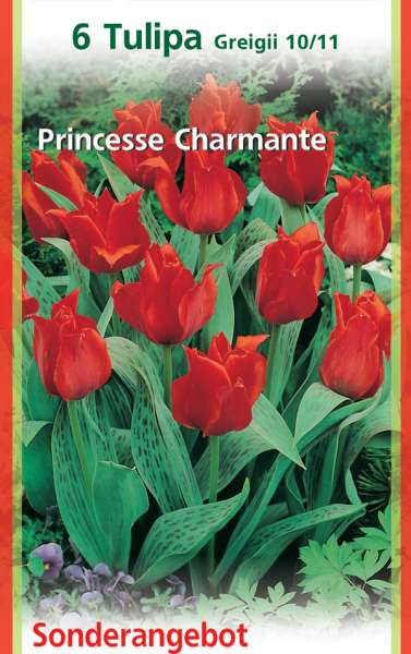 Botanische Tulpen Tulipa Greigii Princesse Charmante 6 Stück