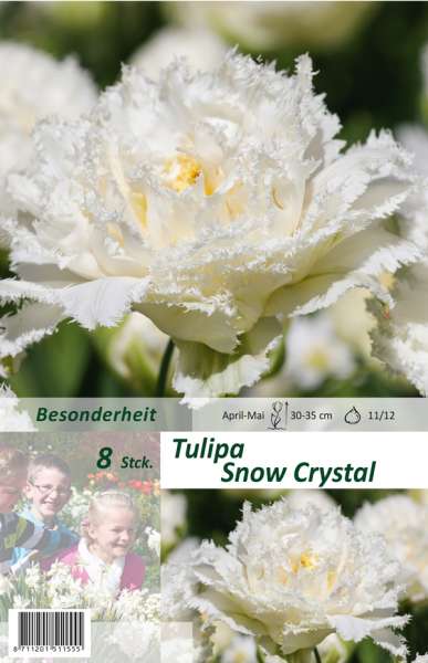 Gefranste gefüllte Tulpen Tulipa Snow Crystal
