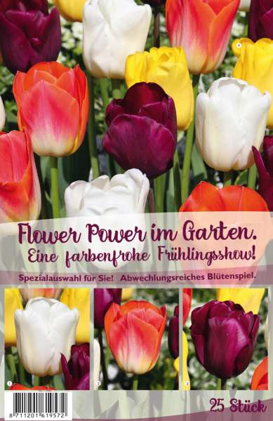Tulpen Flower Power im Garten 25 Stück
