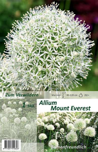 Riesen Zierlauch Allium Mount Everest