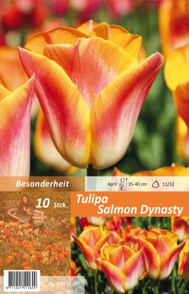 Triumph Tulpen Tulipa Salmon Dynasty