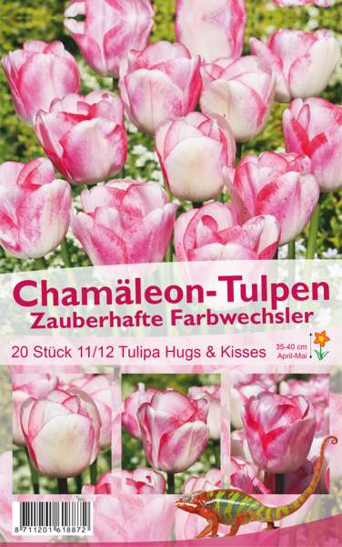 Chamäleon-Tulpen Tulp Hugs and Kisses 20 Stück