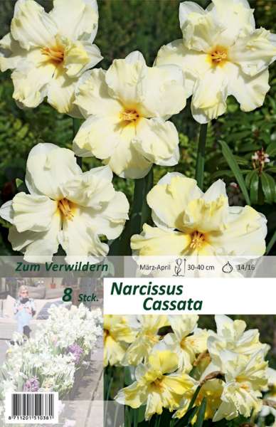Narzissen mit gespaltenen Kronen Narcissus Cassata