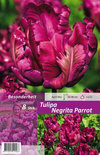 Tulipa Negrita Parrot 8 Stück