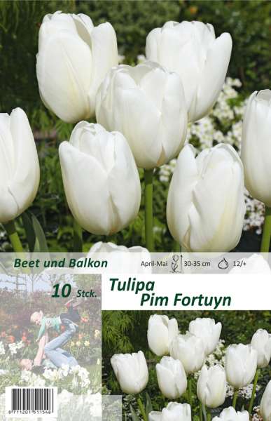 Triumph Tulpen Tulipa Pim Fortuyn