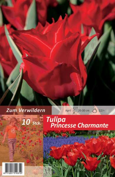 Botanische Greigii Tulpen Tulipa Princesse Charmante