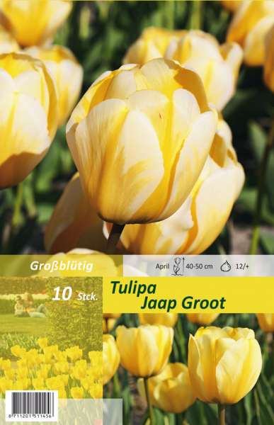 Großblütige Tulpen Tulipa Jaap Groot