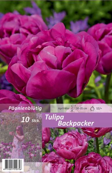 Gefüllte späte Tulpen Tulipa Backpacker