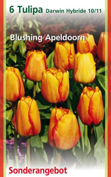 Hybrid Tulpen Tulipa Blushing Apeldoorn