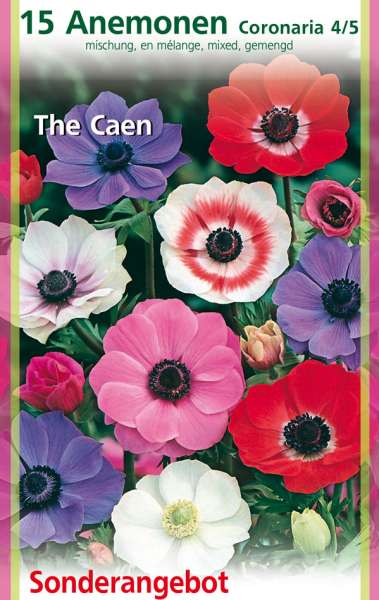 Anemone Coronarioa Mischung, The Caen 15 Stück