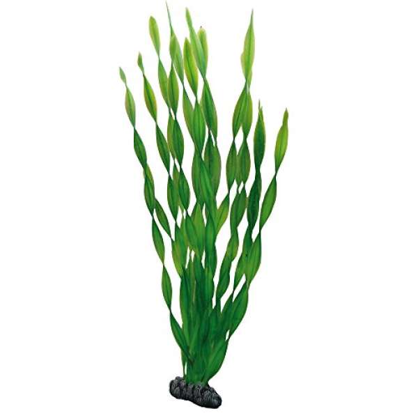 Hobby Vallisneria, 46 cm