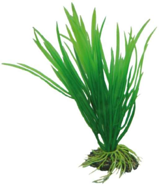 Hobby Cyperus, 16 cm