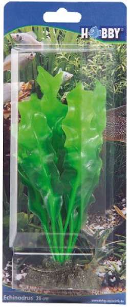 Hobby, Echinodrus, 20 cm