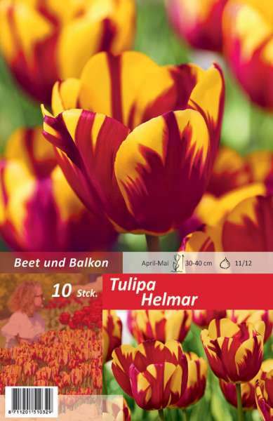 Triumph Tulpen Tulipa Helmar
