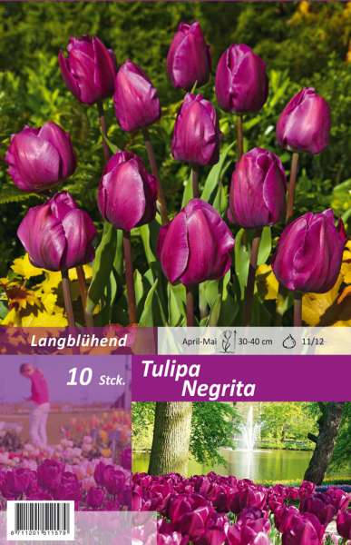 Triumph Tulpen Tulipa Negrita