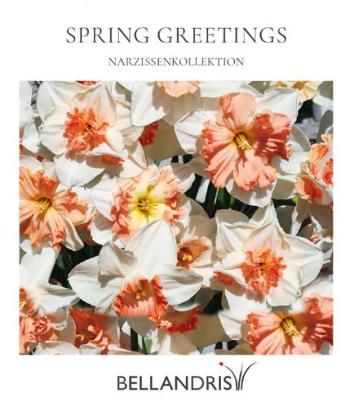 Spring Greetings Narzissenkollektion 4 Sorten, 16 Stück