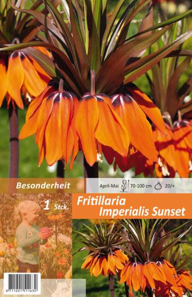 Kaiserkrone Fritillaria Imperialis Sunset