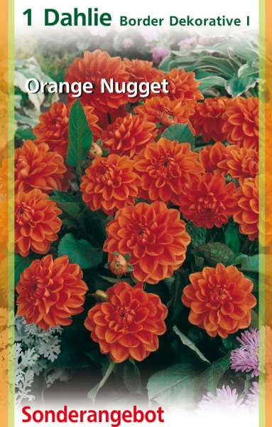 Dahlie Border Dekorative I, Orange Nugget 1 Stück