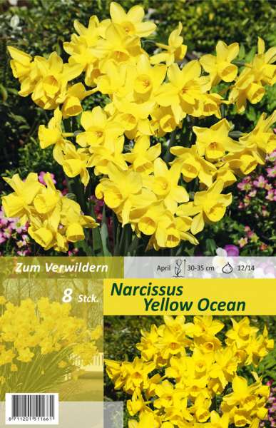 Botanische Narzissen Narcissus Yellow Ocean