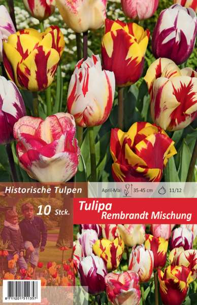Tulipa Rembrandt Mischung 10 Stück