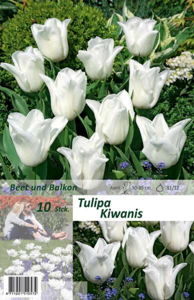 Triumph Tulpen Tulipa Kiwanis