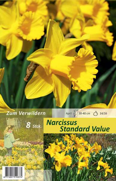 Trompeten Narzissen Narcissus Standard Value