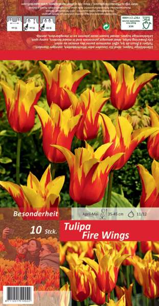 Lilienblütige Tulpen Tulipa Fire Wings
