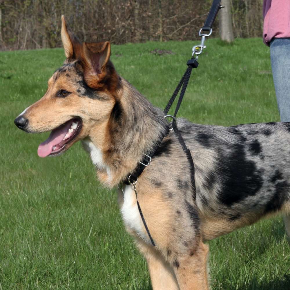 Trixie EasyWalk Basic Erziehungsgeschirr, Gr. M Training Hund