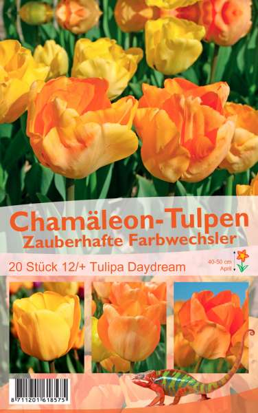 Chamäleon Tulpen Tulipa Daydream