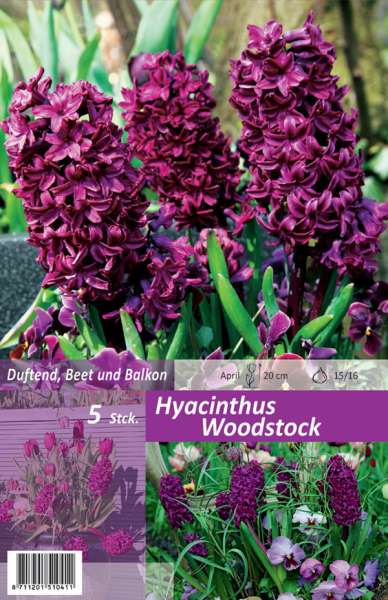 Hyazinthen Hyacinthus Woodstock