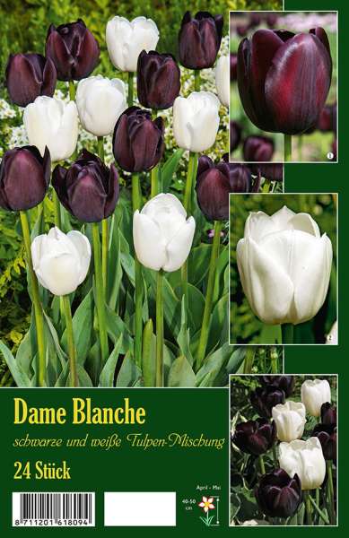 Tulpenmischung Dame Blanche schwarz-weiß