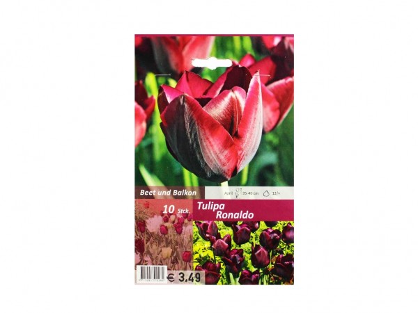 Tulipa Ronaldo