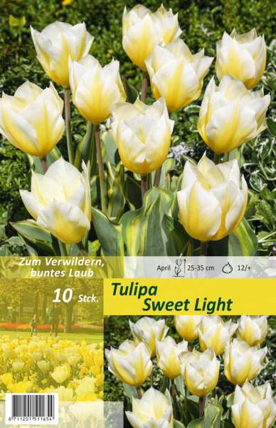 Botanische Tulpen Tulipa Sweet Light